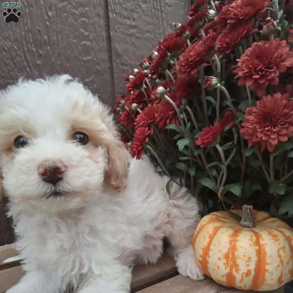 Biscuit, Miniature Poodle Puppy