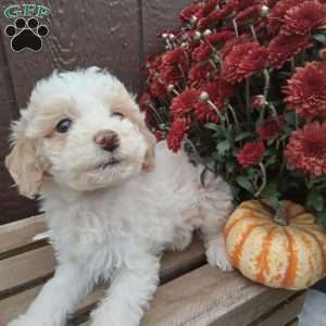 Biscuit, Miniature Poodle Puppy