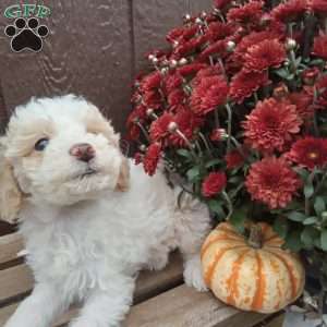 Biscuit, Miniature Poodle Puppy