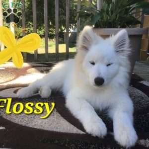 Flossy, Samoyed Puppy