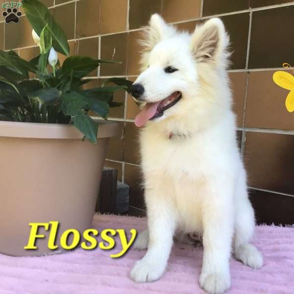 Flossy, Samoyed Puppy