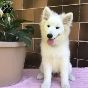 Flossy, Samoyed Puppy