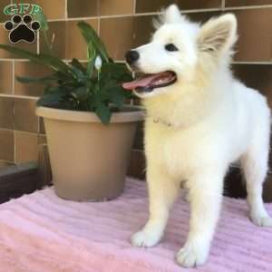 Flossy, Samoyed Puppy