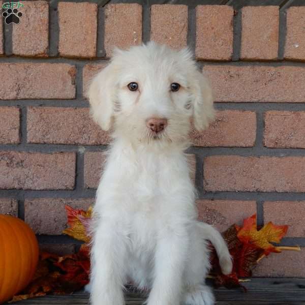 Betsy, Labradoodle Puppy