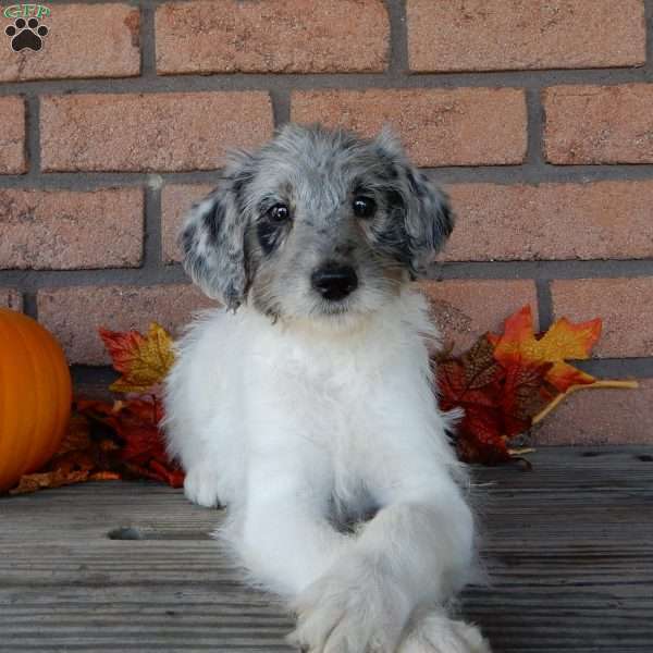 Belle, Labradoodle Puppy