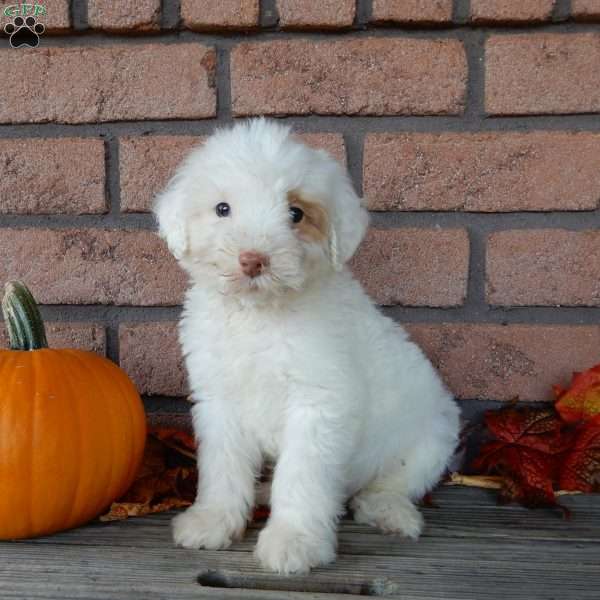 Benji, Labradoodle Puppy