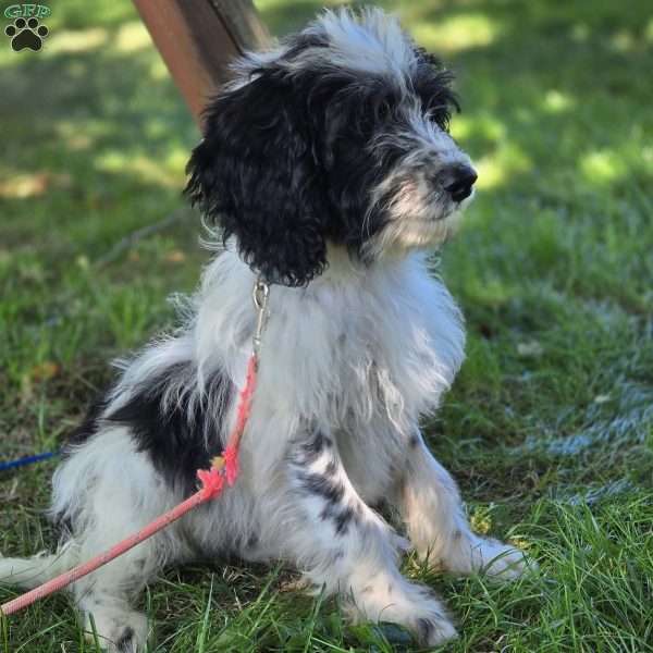 Bettie, Mini Bernedoodle Puppy