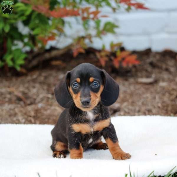 Bella, Dachshund Puppy