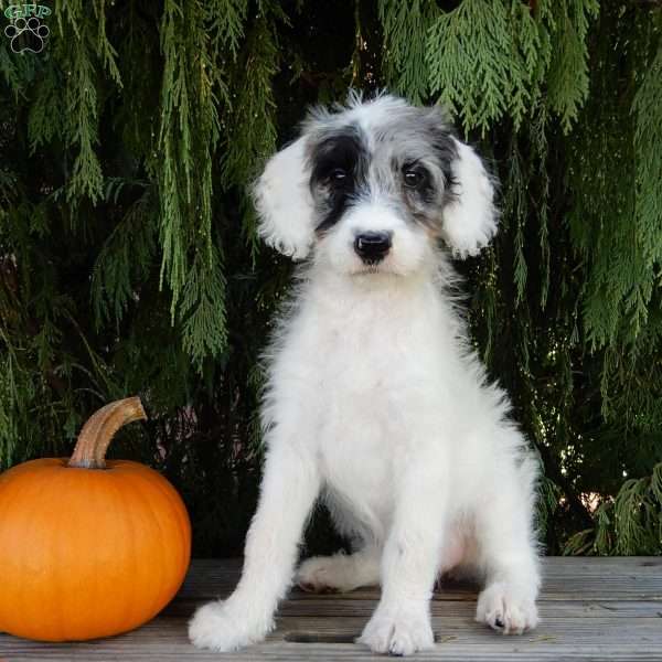 Brenda, Labradoodle Puppy