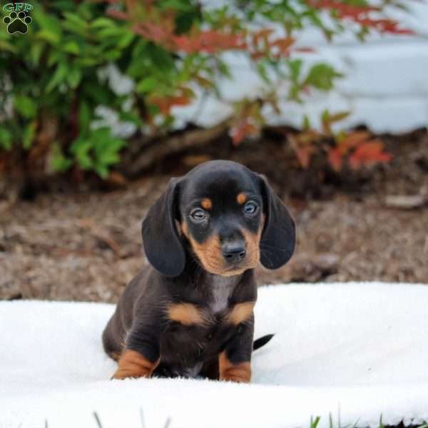 Hank, Dachshund Puppy