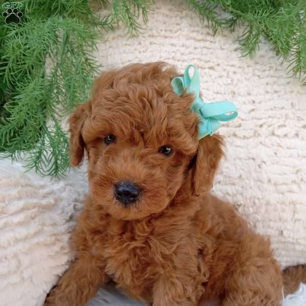 Rusty, Mini Goldendoodle Puppy