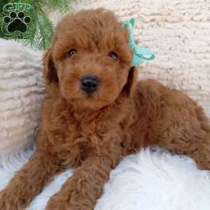 Rusty, Mini Goldendoodle Puppy