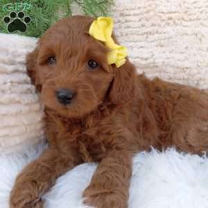 Bo, Mini Goldendoodle Puppy