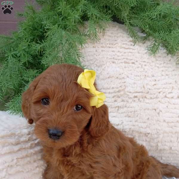 Bo, Mini Goldendoodle Puppy