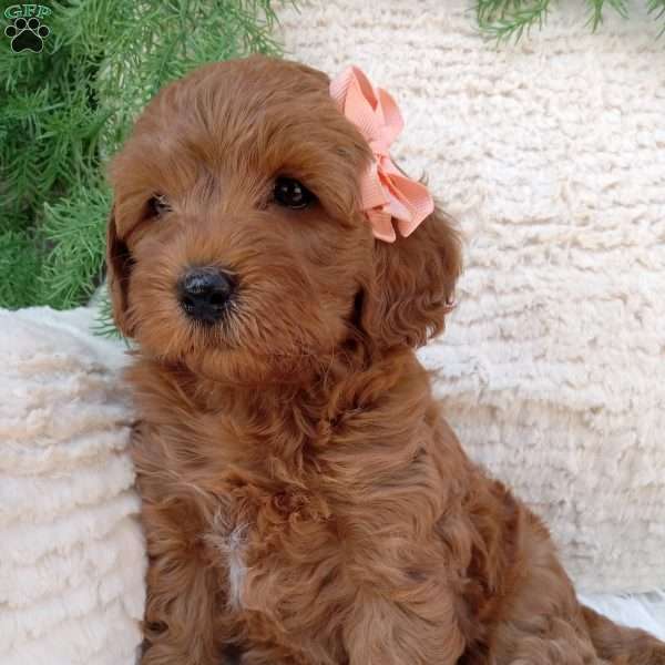 Indy, Mini Goldendoodle Puppy