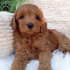 Indy, Mini Goldendoodle Puppy