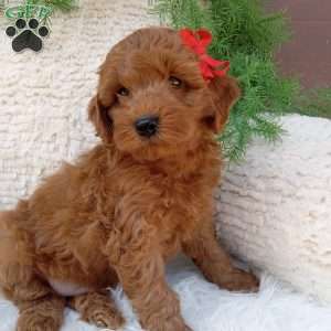 River, Mini Goldendoodle Puppy