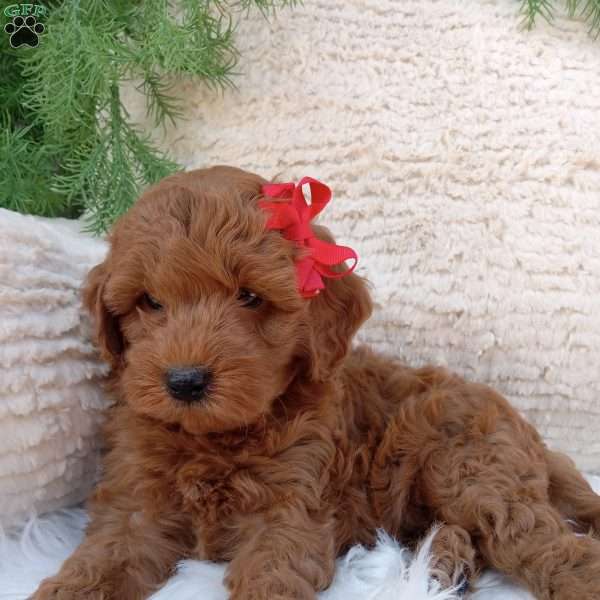 River, Mini Goldendoodle Puppy