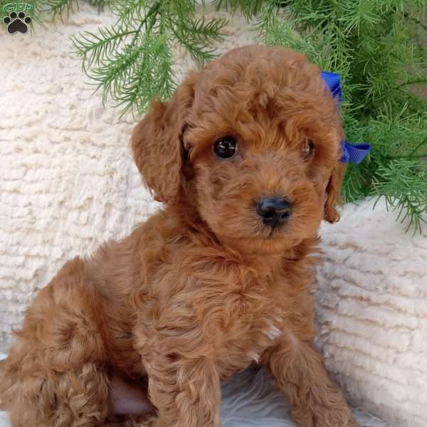 Gus, Mini Goldendoodle Puppy