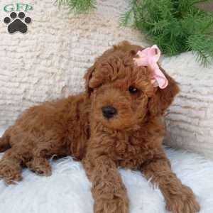 Oakley, Mini Goldendoodle Puppy