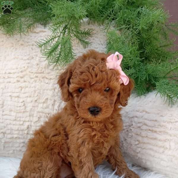 Oakley, Mini Goldendoodle Puppy