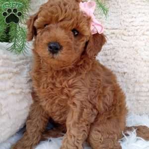 Oakley, Mini Goldendoodle Puppy