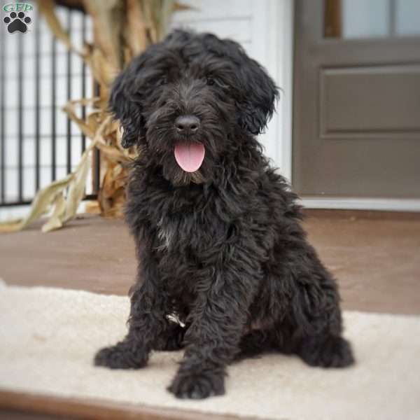 Billy, Portuguese Water Dog Puppy