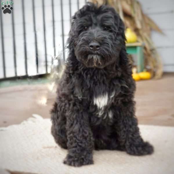 Barry, Portuguese Water Dog Puppy