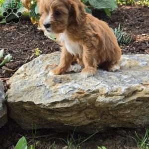 Cooper, Cavapoo Puppy