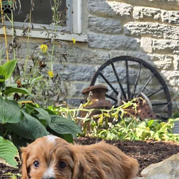 Cooper, Cavapoo Puppy