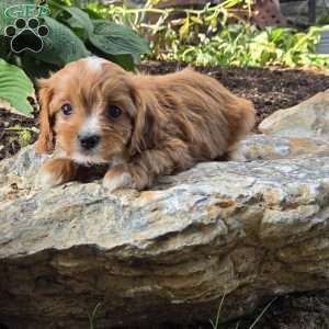 Cooper, Cavapoo Puppy