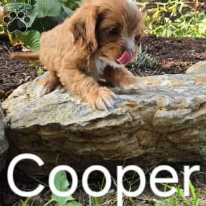 Cooper, Cavapoo Puppy