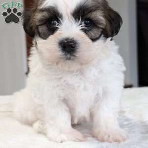 Jesse, Shih-Poo Puppy