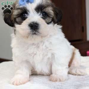 Jesse, Shih-Poo Puppy