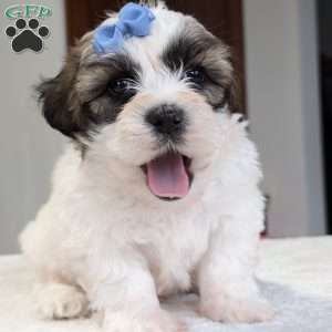 Jesse, Shih-Poo Puppy