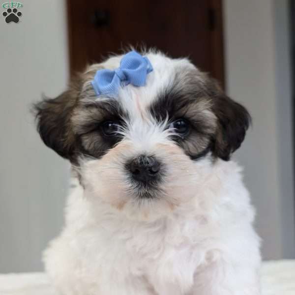 Jesse, Shih-Poo Puppy