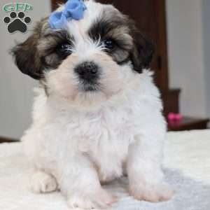 Jesse, Shih-Poo Puppy