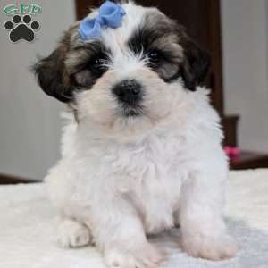 Jesse, Shih-Poo Puppy