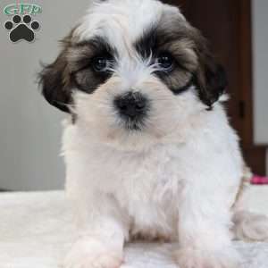 Jesse, Shih-Poo Puppy