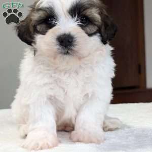 Jesse, Shih-Poo Puppy