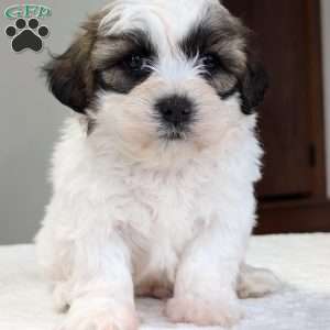 Jesse, Shih-Poo Puppy