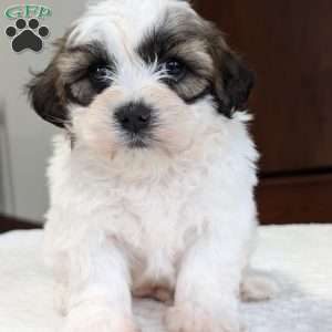 Jesse, Shih-Poo Puppy