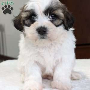 Jesse, Shih-Poo Puppy