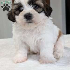 Jesse, Shih-Poo Puppy