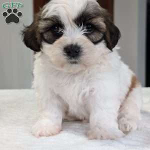 Jesse, Shih-Poo Puppy