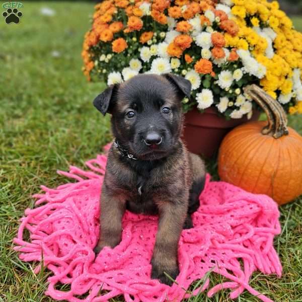 Caroline, Belgian Malinois Puppy