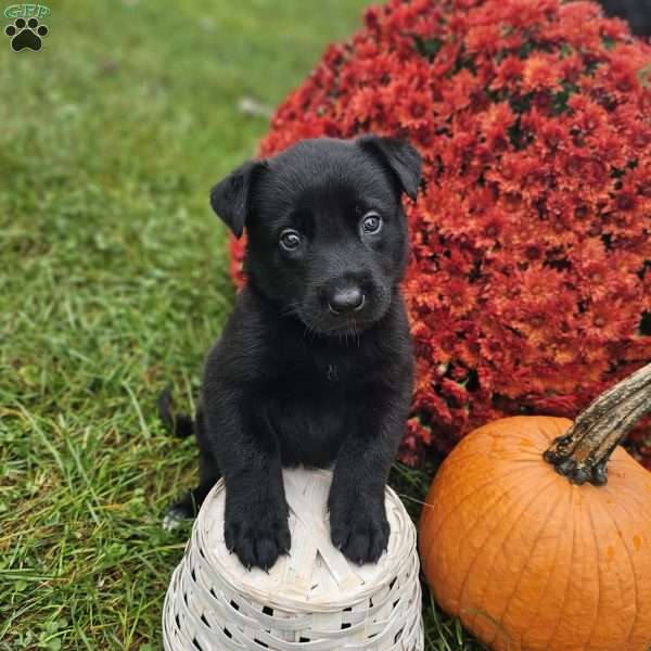 Aiden, Belgian Malinois Puppy