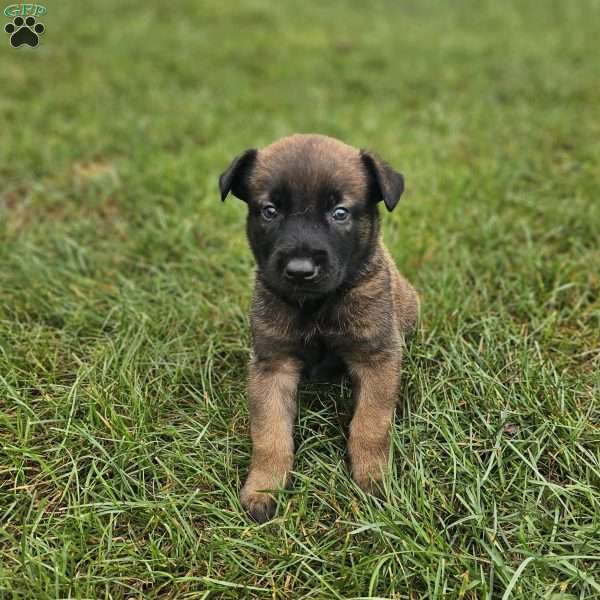 Phoenix, Belgian Malinois Puppy