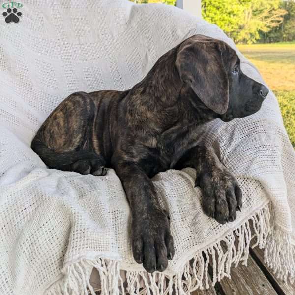 Trixie, English Mastiff Puppy