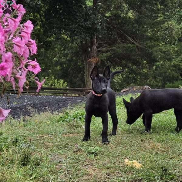 Luna, Belgian Malinois Puppy